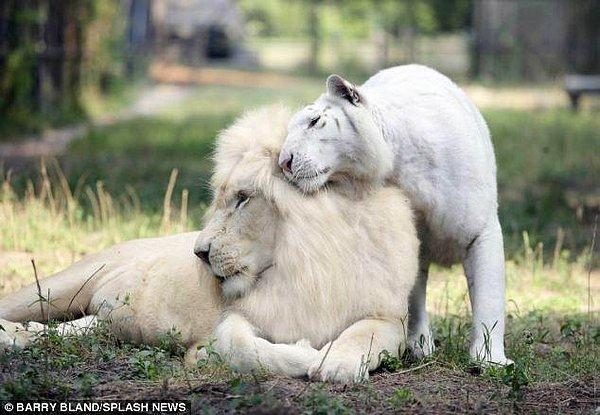 Bu gururlu anne ve babanın isimleri Ivory ve Saraswati. Bu güzel canlılar, dünyadaki ilk beyaz ligerların ebeveynleri oldular.