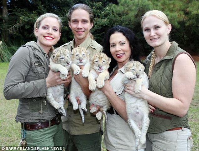 Dünyada bilinen 1000 liger olmasına karşın bu aile bir ilke imza atıyor ve ilk beyaz ligerları dünyaya getiriyor. Beyaz aslan ve kaplanların da nadir bulunan hayvanlar olduğunu söylersek, bu minik yavrular tam anlamıyla eşsiz yaratıklar oluveriyor. Ne kadar sevimli olduklarından bahsetmiyoruz bile!