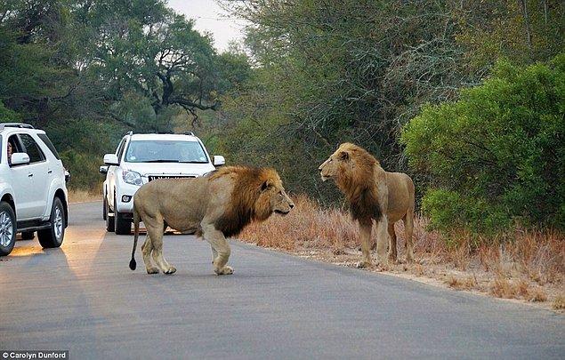 Turistler iki aç aslanın antilopa saldırısını arabalarından izlerken donakaldılar.