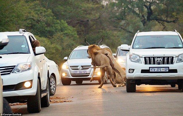 Afrika ceylanı olarak da bilinen "kudu" türü antilop arabalarından arasından kaçmaya çalışırken aslanlar tarafından yakalanıyor.