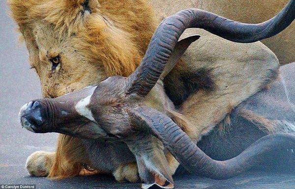 Aslanlardan birisi turistlerin gözü önünde avını boğazından ısırıp yemeye başlıyor.