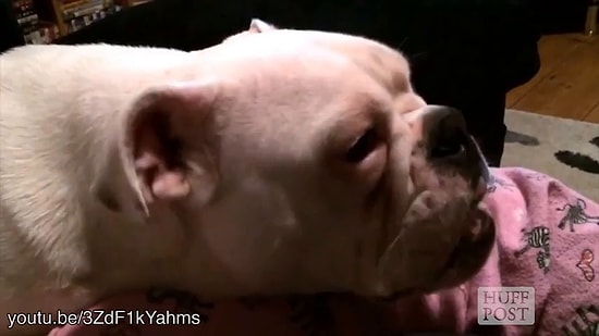 Yiyecek Kokusuyla Tatlı Uykularından Uyandırılan Köpekler