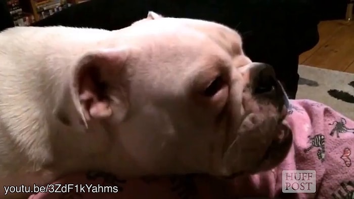 Yiyecek Kokusuyla Tatlı Uykularından Uyandırılan Köpekler