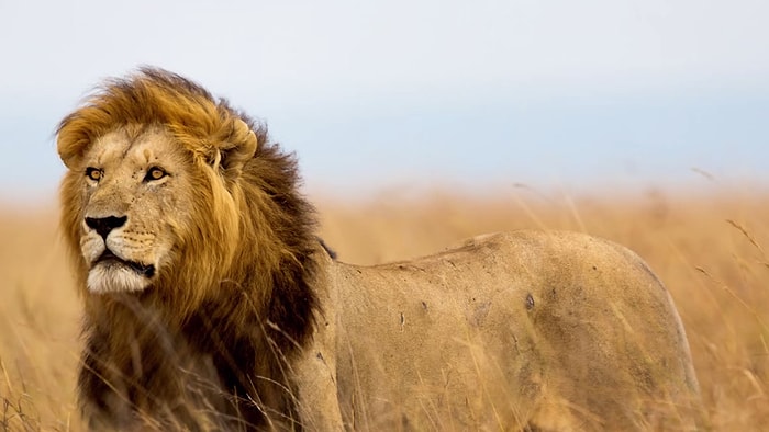 ‘Cecil'i Öldüren Amerikalı Dişçiye Uluslararası Tutuklama Kararı