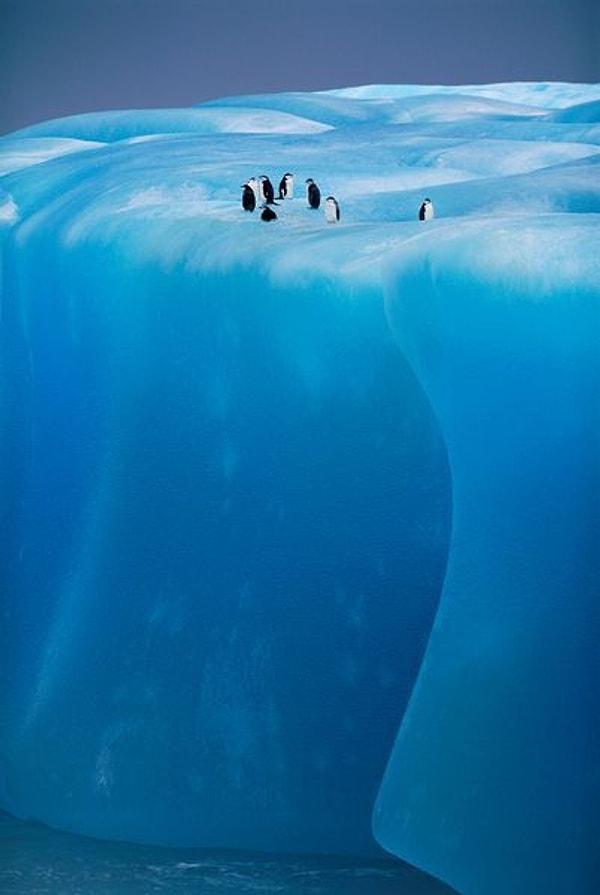 Antartika’nın en kalın buzulunda yaşayan bu penguenler konu hakkında ne düşünüyor dersiniz?