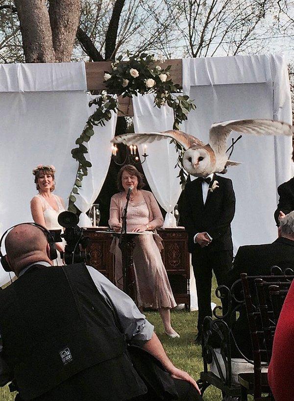 5. Bekarlık canına tak eden ve evlenmeye karar veren baykuşun düğün töreni.