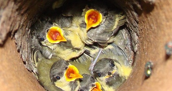 Kuşların Enteresan Yerlere Yaptığı İlginç 21 Kuş Yuvası