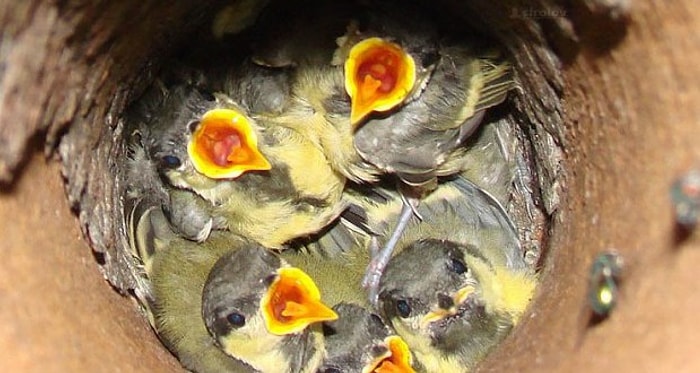 Kuşların Enteresan Yerlere Yaptığı İlginç 21 Kuş Yuvası