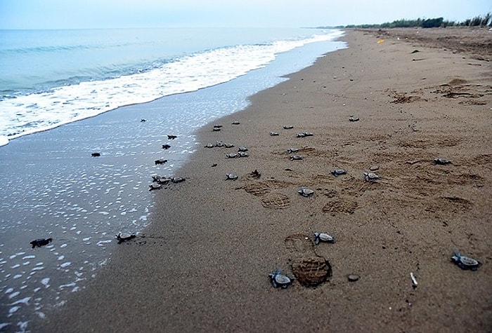 Antalya Belek'te Caretta Carettaların Kumdan Denize Yolculuğu Başladı