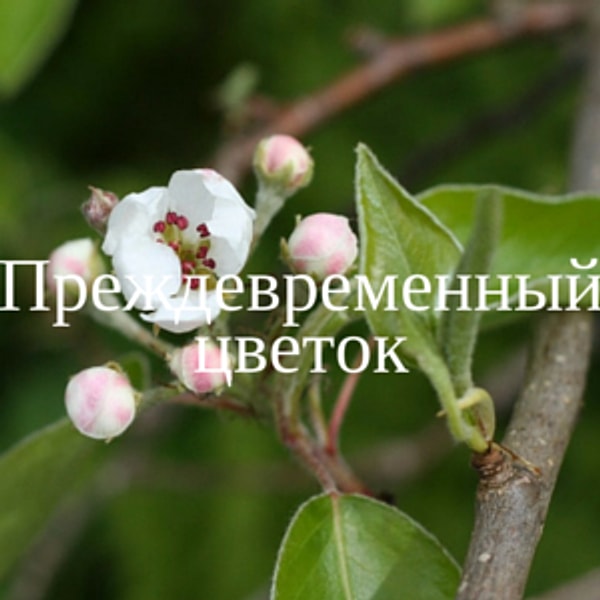 Преждевременный цветок