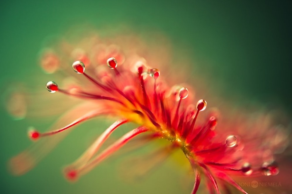 Büyüleyici Olduğu Kadar Tehlikeli Olan Alışılmışın Dışında Bir Bitki: Güneş Gülü