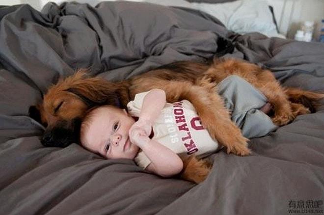 Bebeğiniz İçin En İyi Bakıcının Köpeğiniz Olduğunu Gösteren 19 Fotoğraf