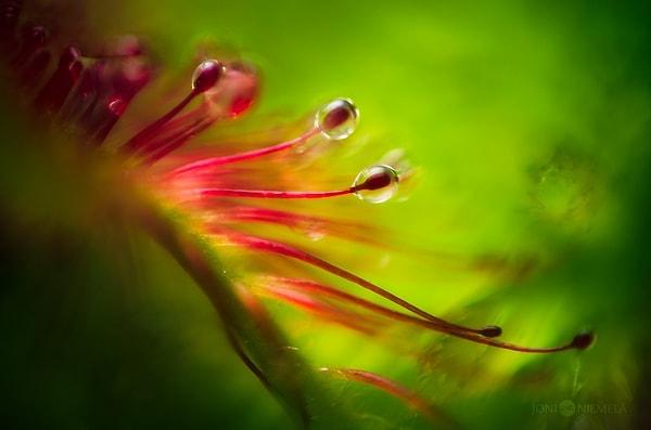 Fotoğrafçının en büyük tutkularından biri ise ''Güneş Gülü'' isimli yapraklarındaki sıvı sayesinde böcek, kelebek hatta küçük fareleri bile yiyebilen bir bitki.