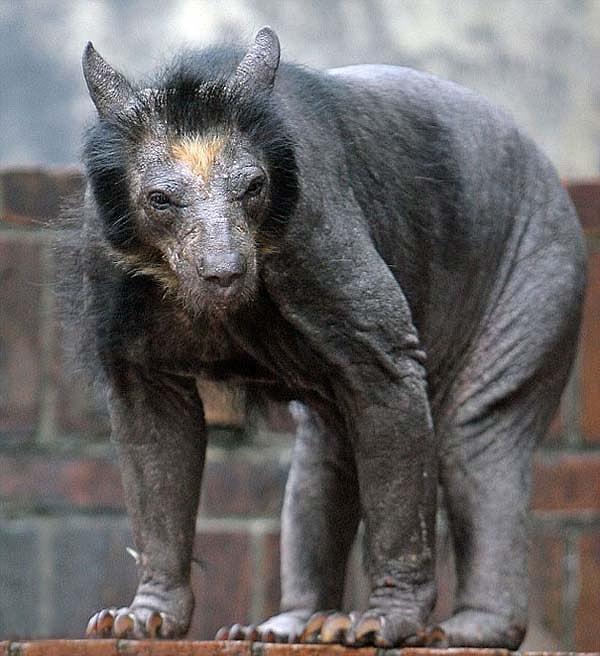2. Almanya'da, hayvanat bahçesinde yaşayan gözlüklü ayı Dolores ve dişi arkadaşları tüylerini tamamen kaybetmiş.