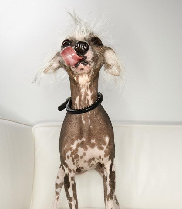 Tüysüz Çin Köpeği ise alerjiye, güneş ışınlarına ve soğuğa karşı oldukça duyarlı.