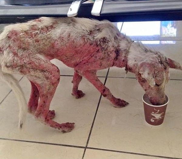 В результате лечения Келси наччала самостоятельно есть.