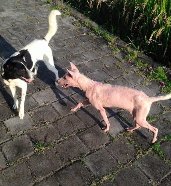 Когда раны затянулись, и состояние ее кожи улучшилось, Келси научилась играть с другими животными!