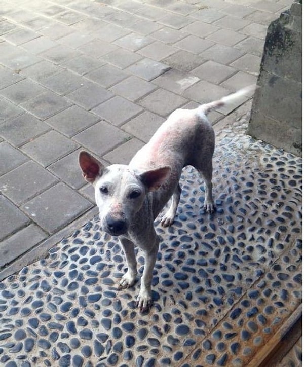 Сегодня Келси практически здорова и радуется жизни!