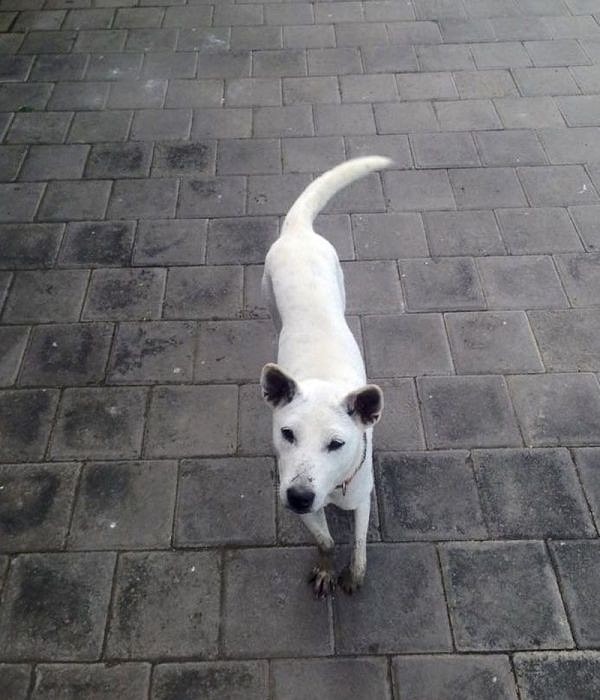 Совершенно другая собака, полная сил и здоровья!