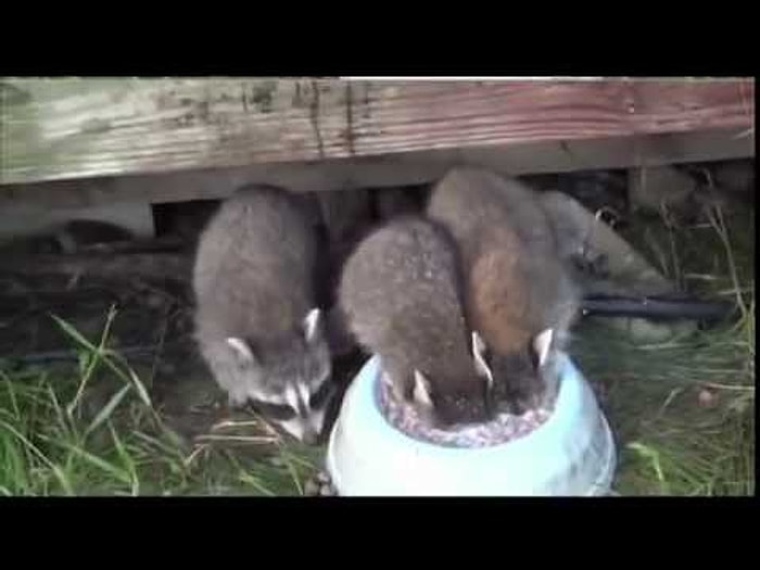 Bir Süt Ancak Bu Kadar Güzel İçilebilir