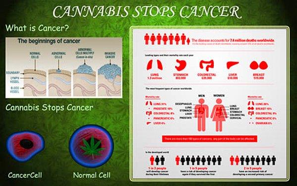 4. Marihuananın içerdiği kimsayallar kanserin yayılmasını engelliyor: