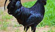 Baştan Aşağıya Tüm Vücudu, Tüyleri, Organları ve Kemikleri Bile Siyah Olan İlginç Tavuk