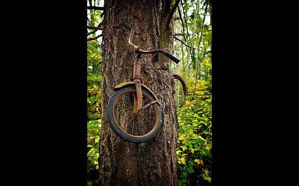 3. Bisikleti sarmalayan ağaç