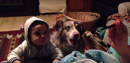 Mevzu Yemek Olunca Bebekten Önce "Anne" Demeyi Öğrenen Zeki ve Azimli Köpek