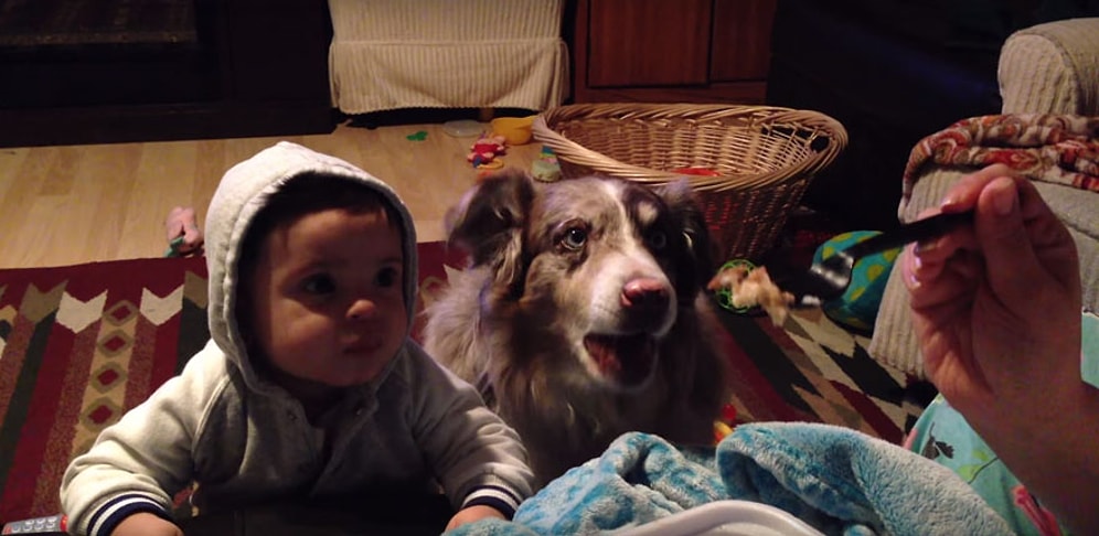 Mevzu Yemek Olunca Bebekten Önce "Anne" Demeyi Öğrenen Zeki ve Azimli Köpek