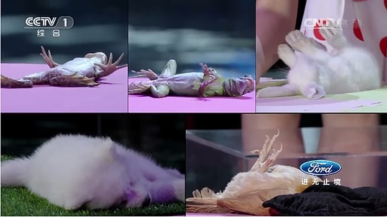 Çinli Kızın Ağızları Açık Bırakan Hayvanları Hipnotize Edebilme Yeteneği