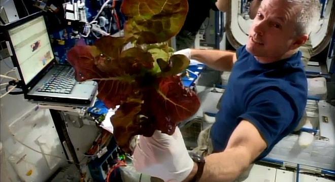 Astronotlar İlk 'Uzay Marulu'nun Tadına Bakacak