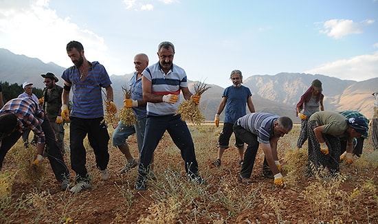 Komünist Başkan Hasada Başladı