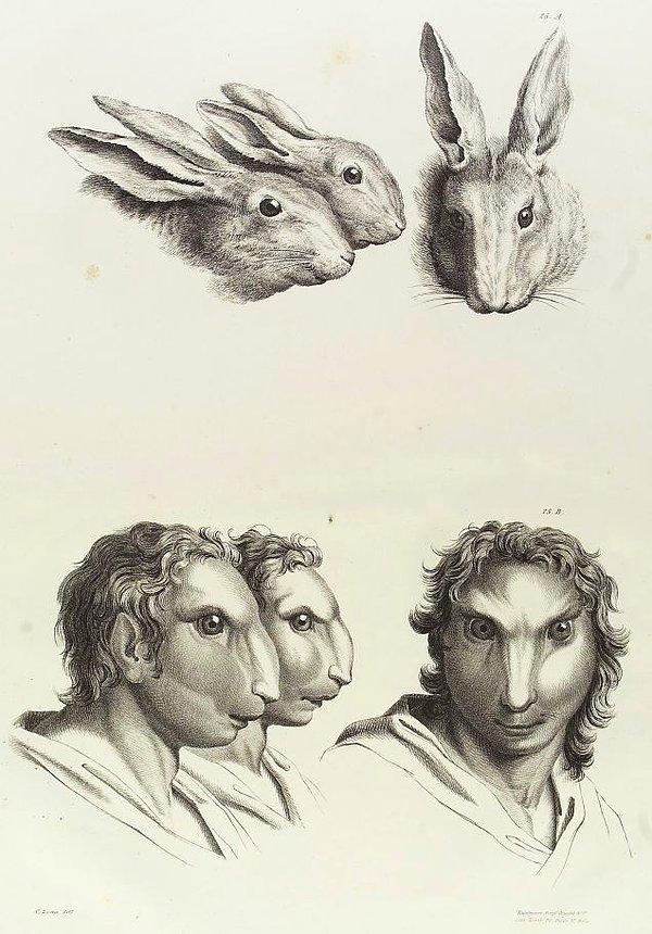 12. Tavşan