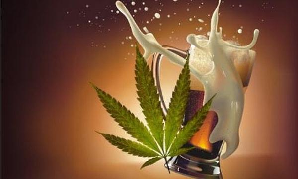 4. Bira ve Marijuana ise kuzen sayılırlar. Bunun nedeni, bira yapımında kullanılan şerbetçi otu bitkisinin, marijuana ile aynı familyadan olmasıdır.