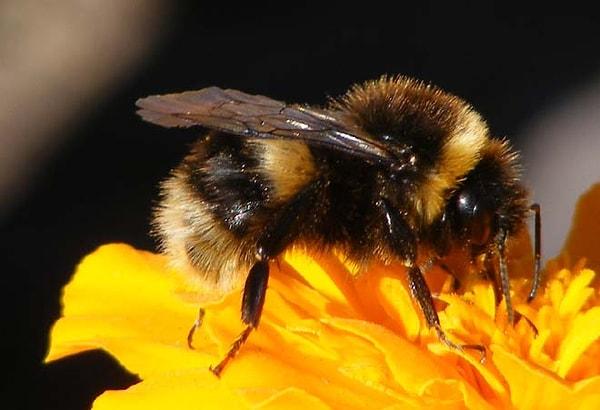 6. Etrafınızdaki arıya doğru üflerseniz sizi daha fazla rahatsız etmeyecektir.