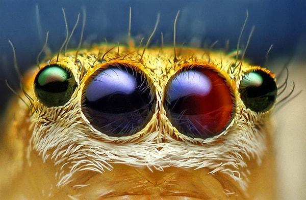 8. Zıplayan örümcek türünden bazıları, UVA ve UVB ışınları gibi insan gözünün göremediği bir çok şeyi görebilir.