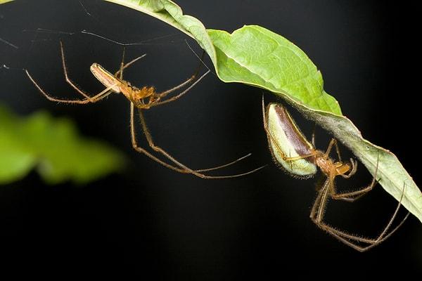 7. Az önceki madde de ciddiydim. Erkek örümceklerin seks için penis yerine iki tane uzvu vardır.