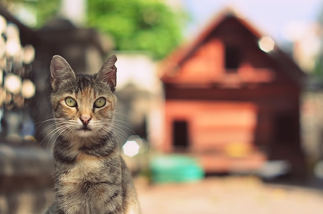 2. Ne kadar ev hanımı bir kedi...