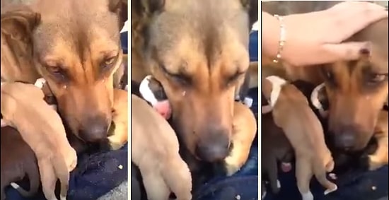 Yavrularının Kurtarılmasıyla Göz Yaşlarına Hakim Olamayan Köpek