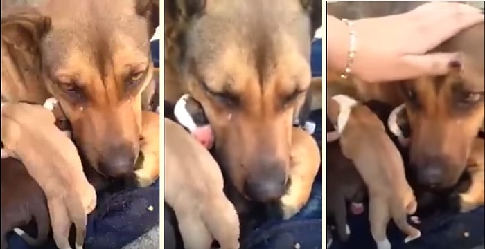Yavrularının Kurtarılmasıyla Göz Yaşlarına Hakim Olamayan Köpek