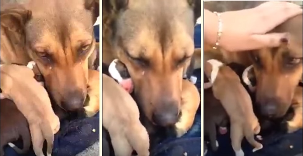 Yavrularının Kurtarılmasıyla Göz Yaşlarına Hakim Olamayan Köpek