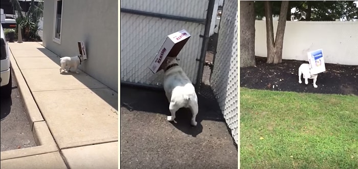 Ağzıyla Karton Tutan Şapşal Köpeğin Önünü Görememesi