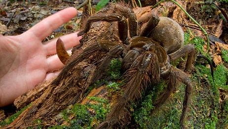 Örümcekler Hakkında Muhtemelen Bilmediğiniz Ufkunuzu Açmaya Müsait 15 Bilgi
