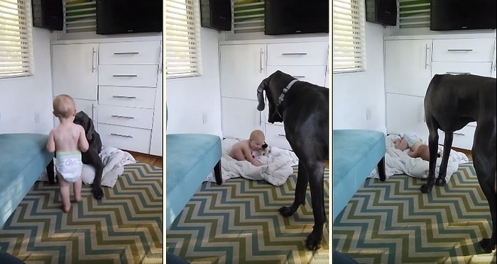 Köpeğe Patronun Kim Olduğunu Öğreten Bebek