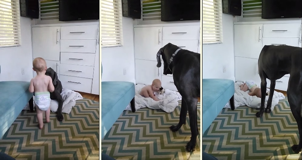 Köpeğe Patronun Kim Olduğunu Öğreten Bebek