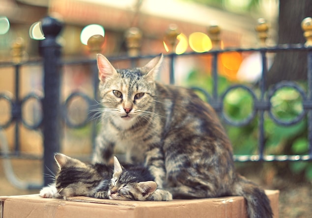 9. Ne kadar anne bir kedi...