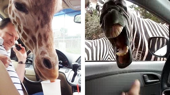 Yemek Yemeye Sizden Daha Çok İhtiyacı Olan 12 Hayvan