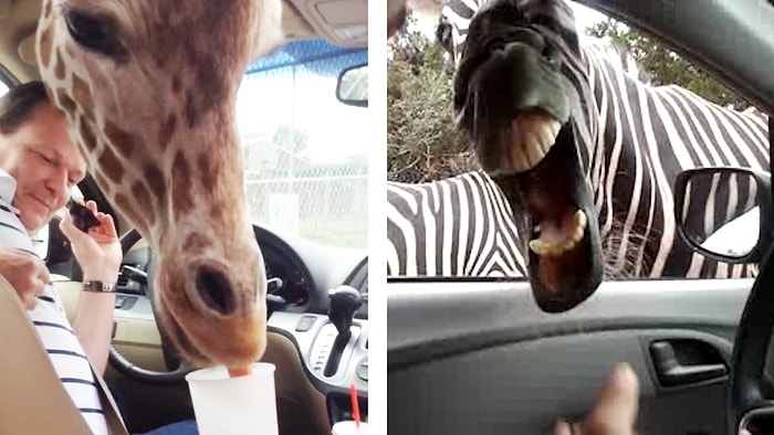 Yemek Yemeye Sizden Daha Çok İhtiyacı Olan 12 Hayvan