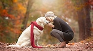 Köpekleri Deli Gibi Sevmesine Rağmen Köpek Sahibi Olmayanlara Dair 18 Şey