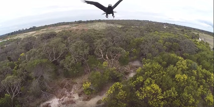 Uçarken Gördüğü Drone'u Tek Hamlede Yere Seren Kartal